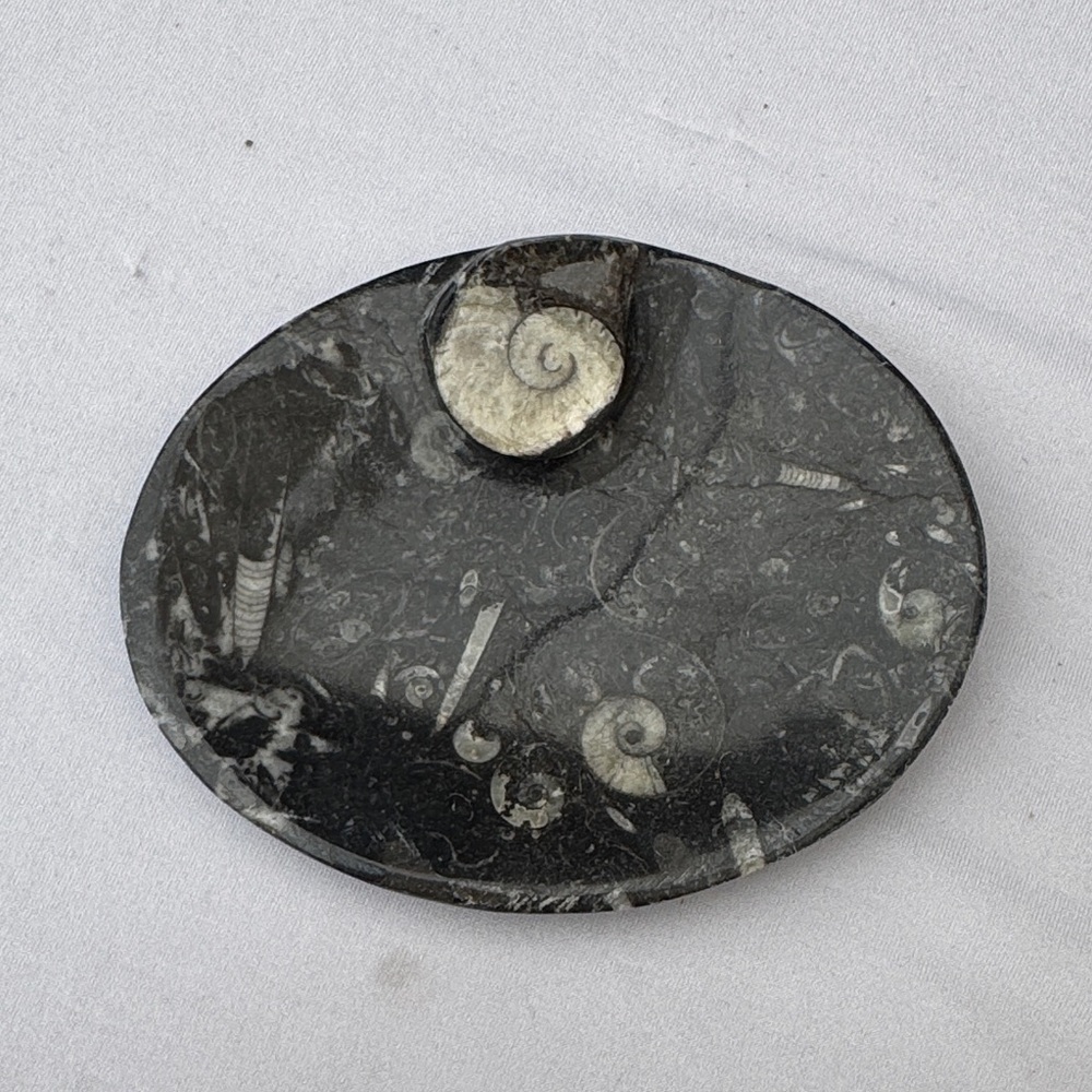 Fossilized Black and White Oval Stone Plate